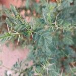 Acacia tortilis Leaf