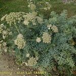 Seseli gummiferum 形態