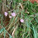 Geranium pyrenaicum Цветок