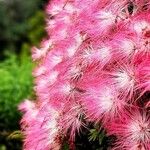 Calliandra brevipes Kvet