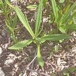 Vernonia arkansana Blad