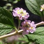 Lippia alba Цвят