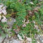 Astragalus australis Folio