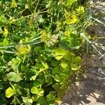 Marsilea quadrifolia Blatt