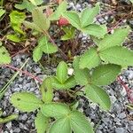 Fragaria virginiana Blatt