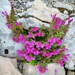 Scutellaria pontica Habit