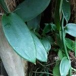 Vanilla planifolia Hostoa