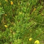 Adenocarpus telonensis 葉