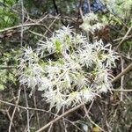 Chionanthus virginicus 花