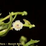 Cycloloma atriplicifolium Máis