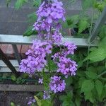 Hesperis matronalisBlüte