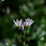 Nothoscordum gracile പുഷ്പം