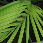 Howea forsteriana Hoja