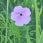 Gypsophila vaccariaFlower