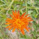 Crepis aureaFlor