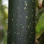 Amorphophallus titanum Rinde