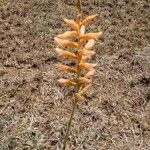 Sacoila lanceolata Flower