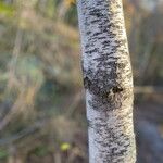 Betula pubescens Žievė