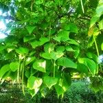 Catalpa bignonioidesपत्ता