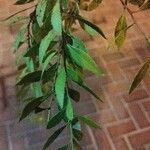 Maytenus boaria Hoja