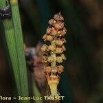 Equisetum × moorei Kvet