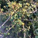 Quercus dumosa Leaf
