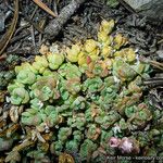 Sedum niveum Habitus