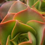 Aeonium valverdense 葉