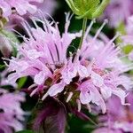 Monarda fistulosa 其他