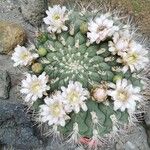 Gymnocalycium saglionis Flower