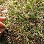 Festuca gautieri Leaf