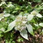 Pycnanthemum incanum Flower