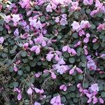 Rhododendron williamsianum Plante entière