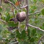 Quercus coccifera Froito