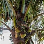 Cocos nucifera Bark