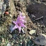 Colchicum variegatum Flor