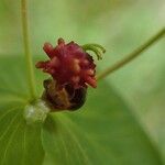 Euphorbia dulcis Fruct