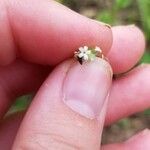 Myosotis macrosperma Flower