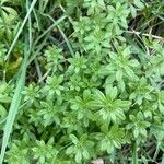 Galium maritimum Leaf