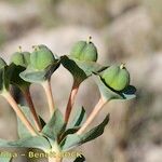 Euphorbia isatidifolia Ovoce