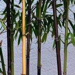 Phyllostachys aureosulcata Kůra