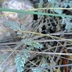 Scabiosa turolensis Foglia