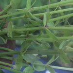 Lindernia dubia 葉