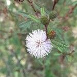 Mimosa pigra Flower