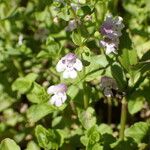 Clinopodium brownei Habitat