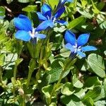 Gentiana bavarica Cvet