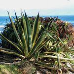 Agave americanaLehti