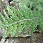 Notholaena aschenborniana Hoja