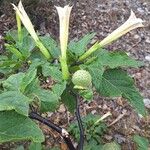 Datura metel Flower