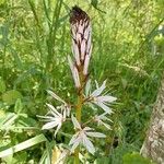 Asphodelus macrocarpusFlower